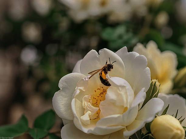 Unique Advertising Environment at Pinterest